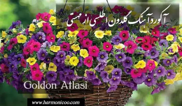 آکورد آهنگ گلدون اطلسی 6