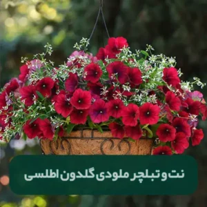 نت و تبلچر گلدون اطلسی از مهستی